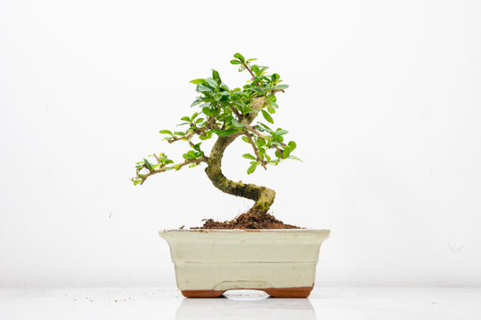 Fukien Tea Tree Bonsai  'Shaped' - 15cm Cream Ceramic Pot