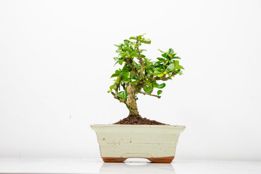 Fukien Tea Tree Bonsai  'Broom Style' - 15cm Cream Ceramic Pot