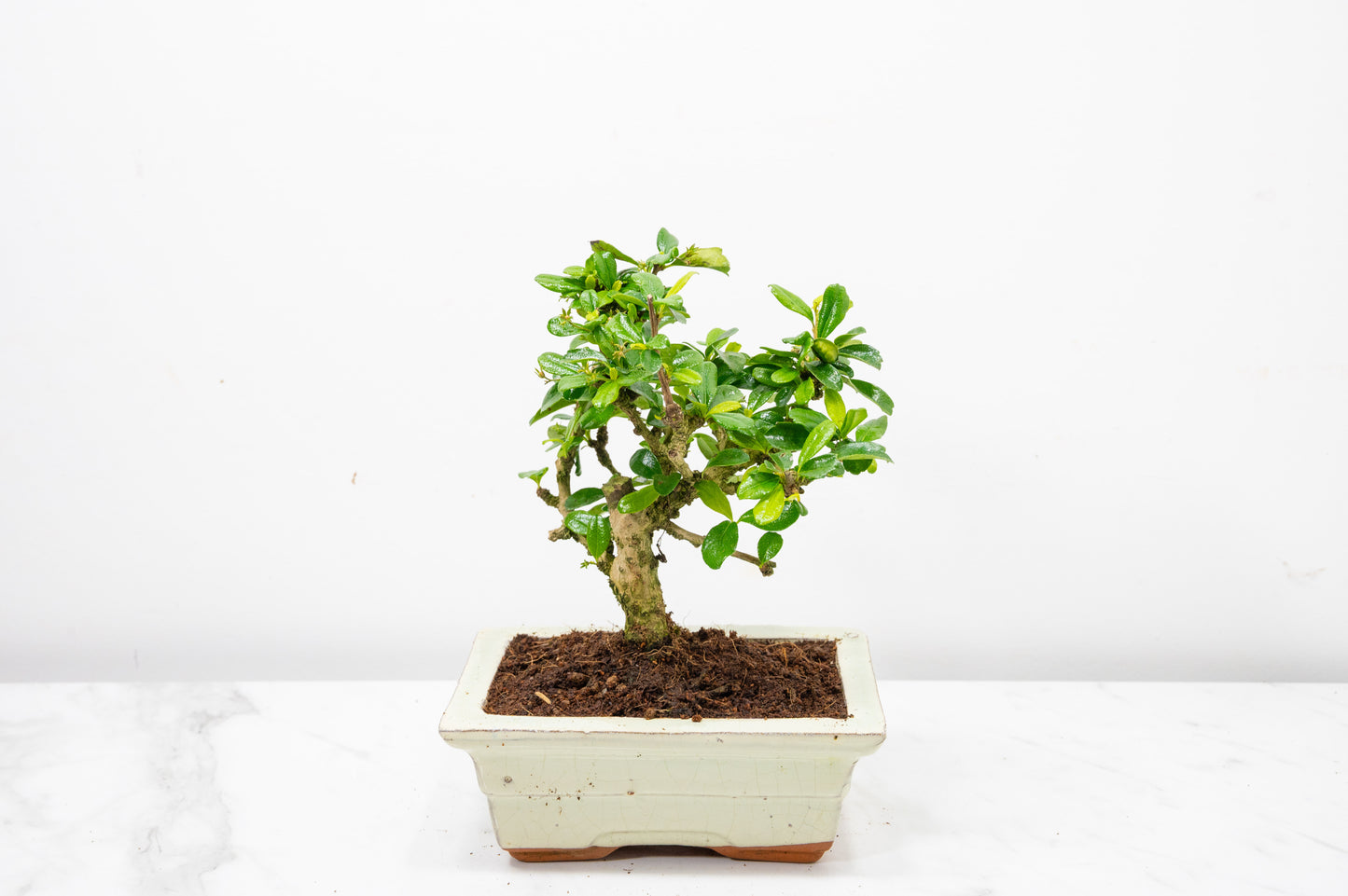 Fukien Tea Tree Bonsai  'Broom Style' - 15cm Cream Ceramic Pot