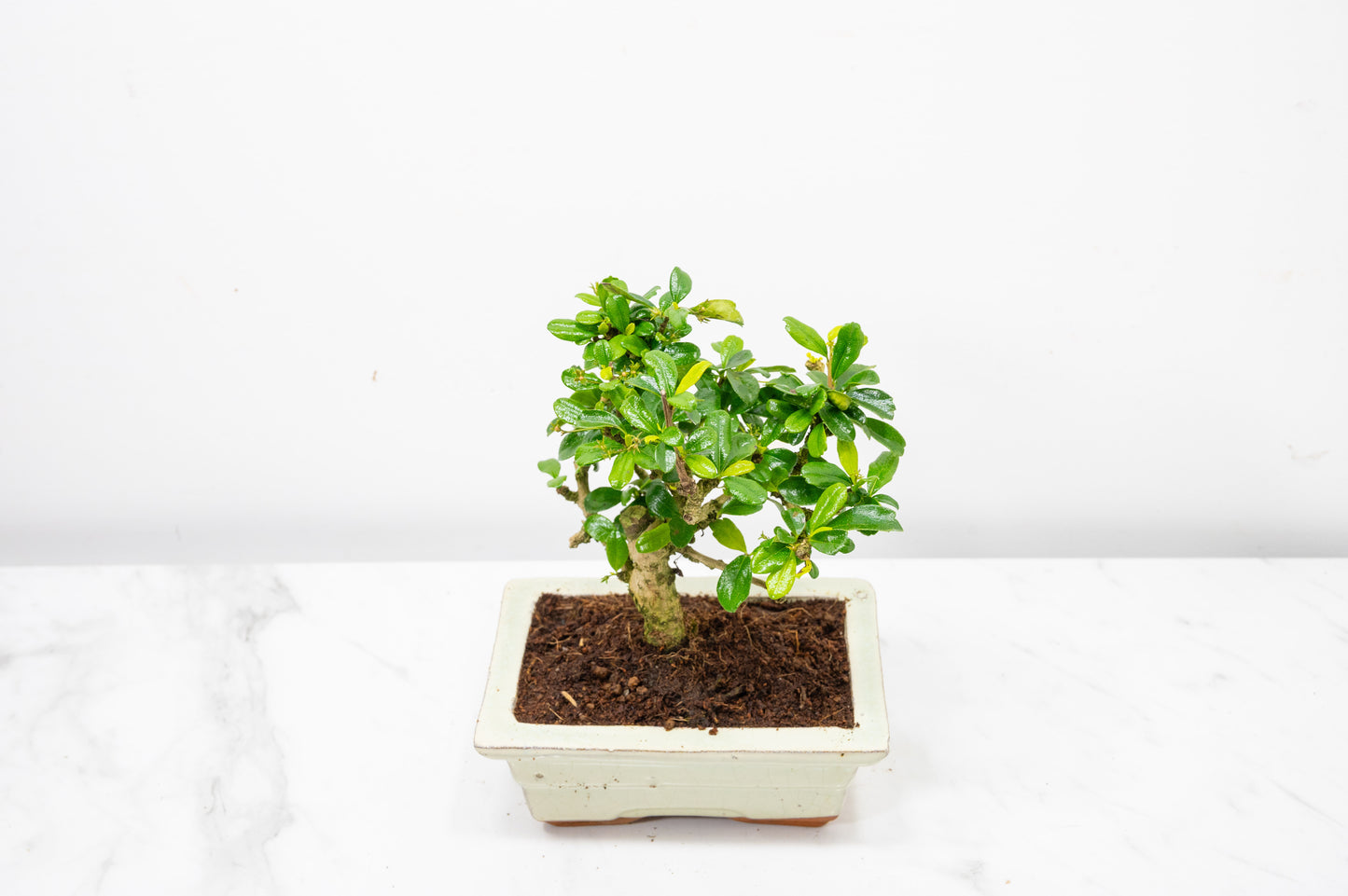 Fukien Tea Tree Bonsai  'Broom Style' - 15cm Cream Ceramic Pot