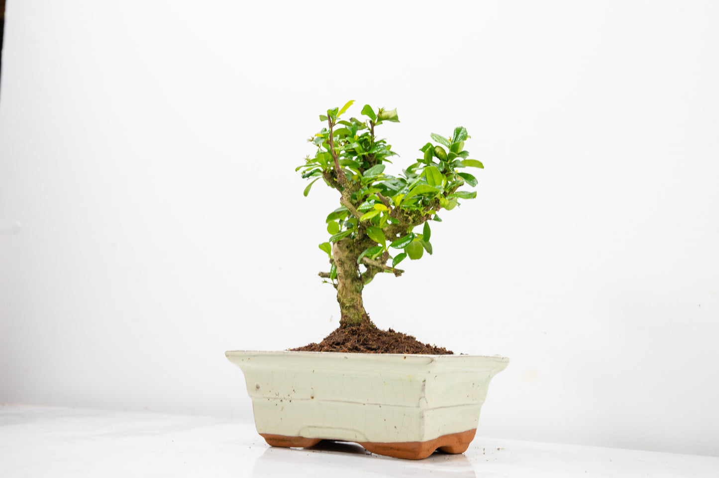 Fukien Tea Tree Bonsai  'Broom Style' - 15cm Cream Ceramic Pot