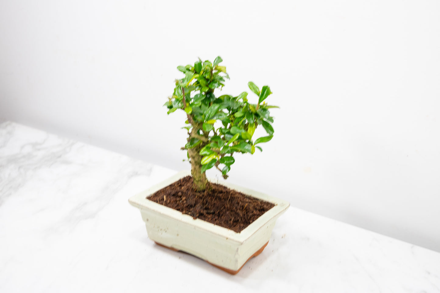Fukien Tea Tree Bonsai  'Broom Style' - 15cm Cream Ceramic Pot