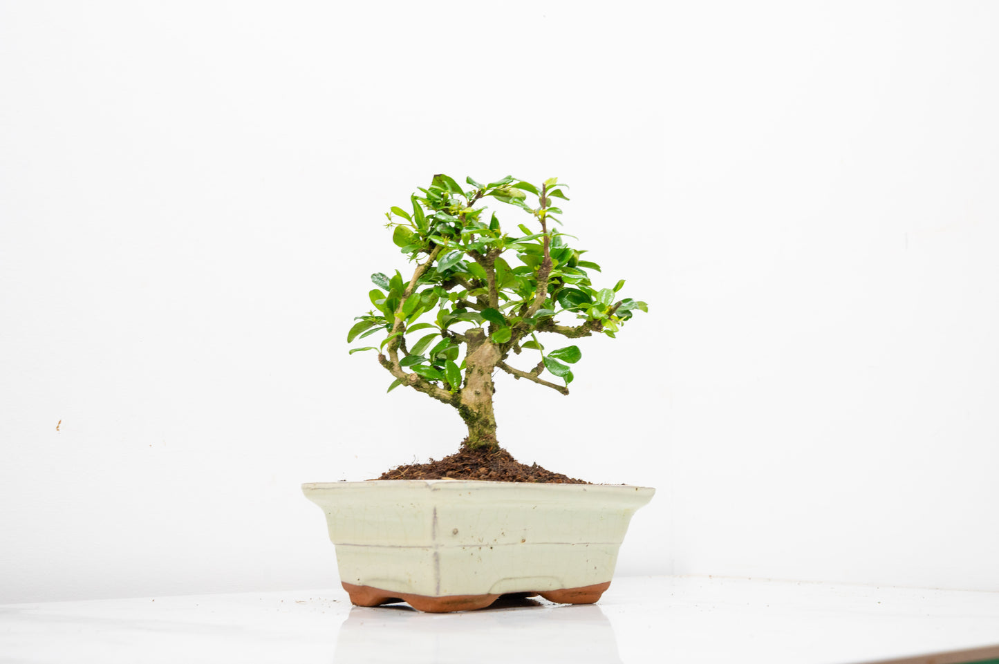 Fukien Tea Tree Bonsai  'Broom Style' - 15cm Cream Ceramic Pot