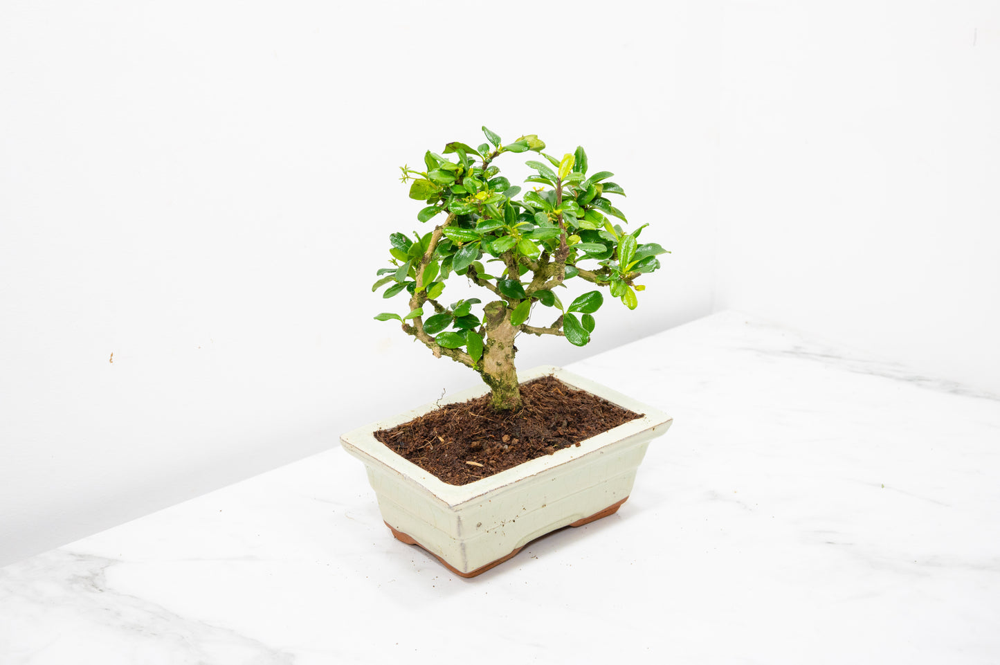 Fukien Tea Tree Bonsai  'Broom Style' - 15cm Cream Ceramic Pot