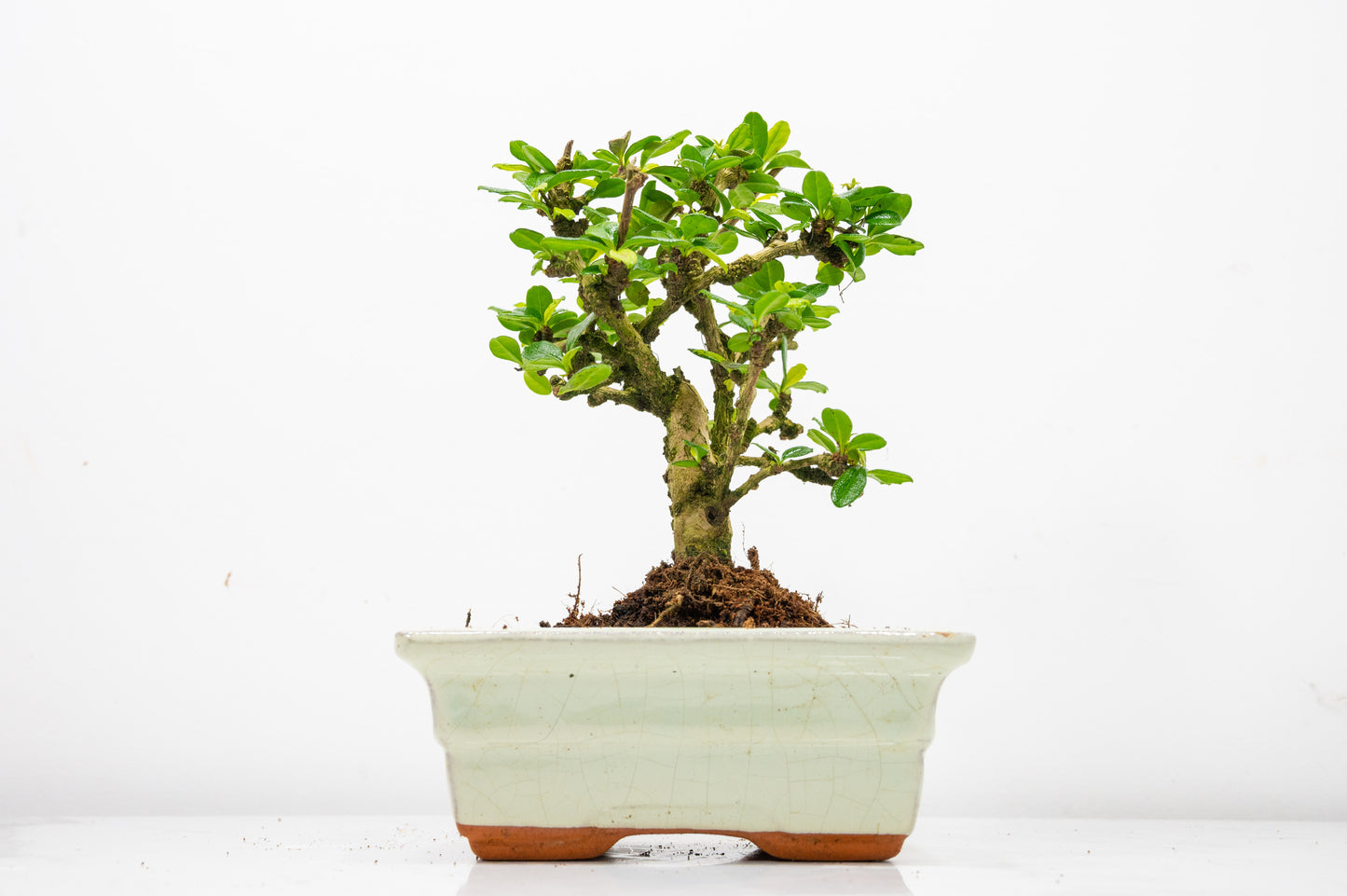 Fukien Tea Tree Bonsai  'Broom Style' - 15cm Cream Ceramic Pot