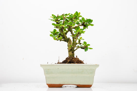 Fukien Tea Tree Bonsai  'Broom Style' - 15cm Cream Ceramic Pot