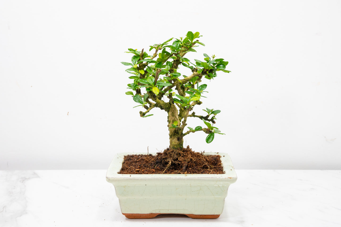 Fukien Tea Tree Bonsai  'Broom Style' - 15cm Cream Ceramic Pot