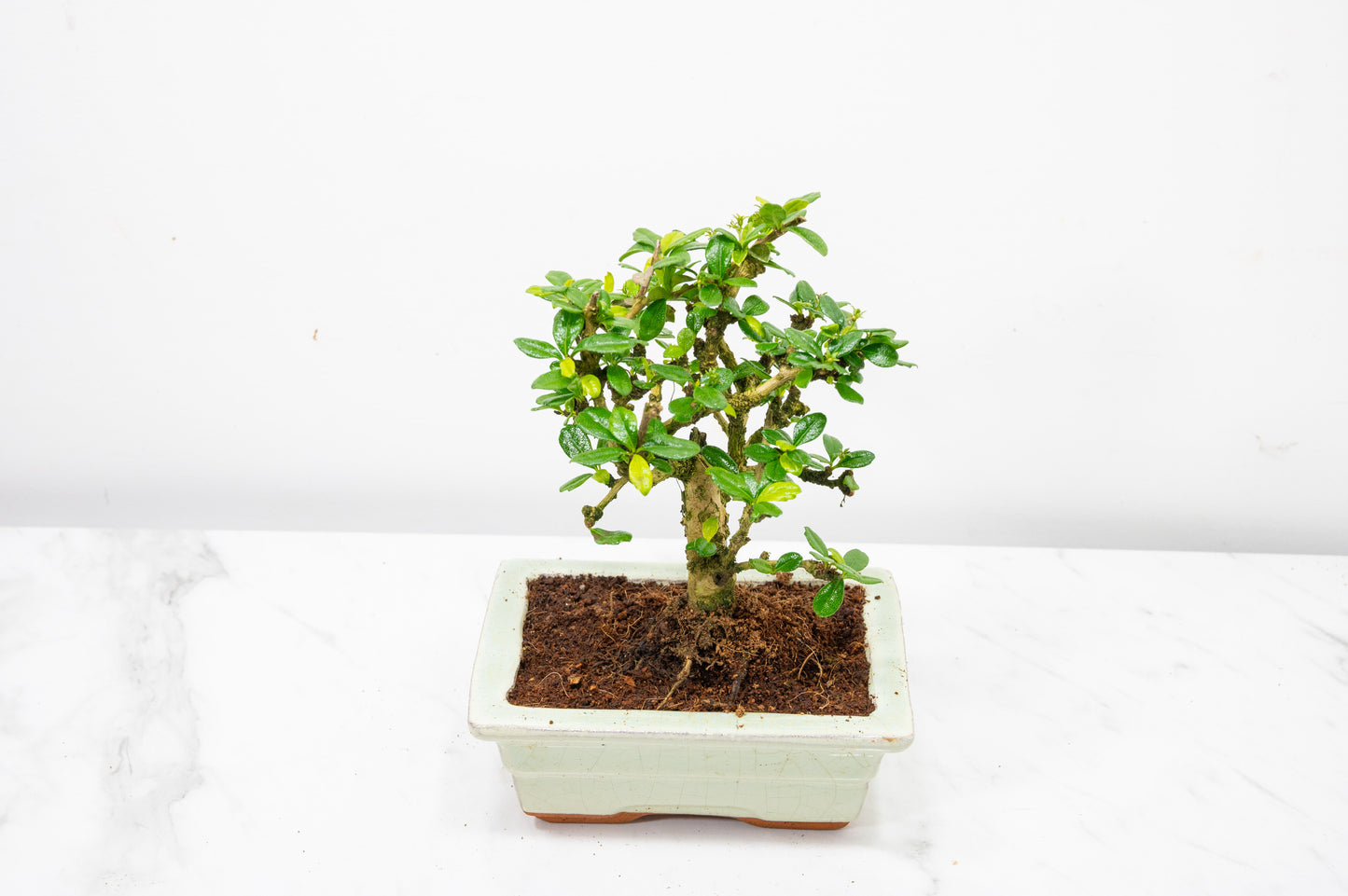 Fukien Tea Tree Bonsai  'Broom Style' - 15cm Cream Ceramic Pot