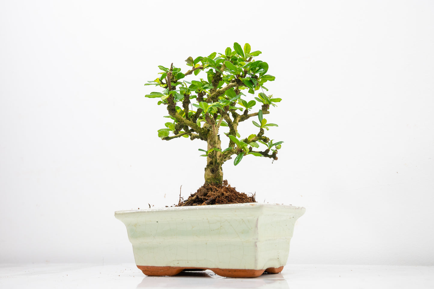 Fukien Tea Tree Bonsai  'Broom Style' - 15cm Cream Ceramic Pot