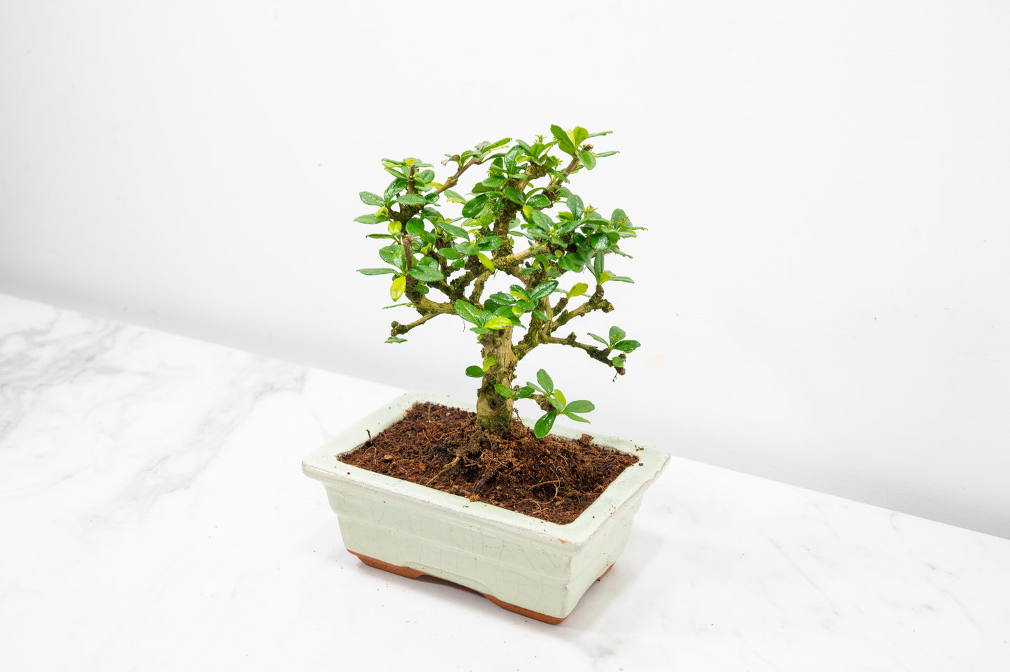 Fukien Tea Tree Bonsai  'Broom Style' - 15cm Cream Ceramic Pot