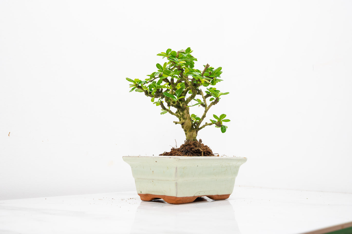 Fukien Tea Tree Bonsai  'Broom Style' - 15cm Cream Ceramic Pot