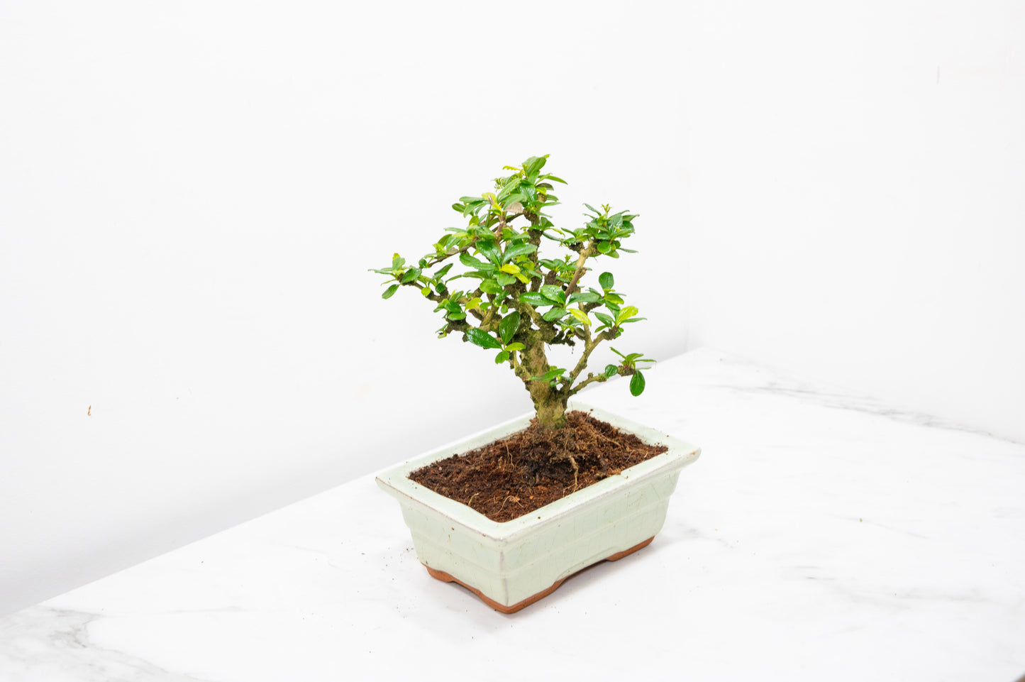 Fukien Tea Tree Bonsai  'Broom Style' - 15cm Cream Ceramic Pot