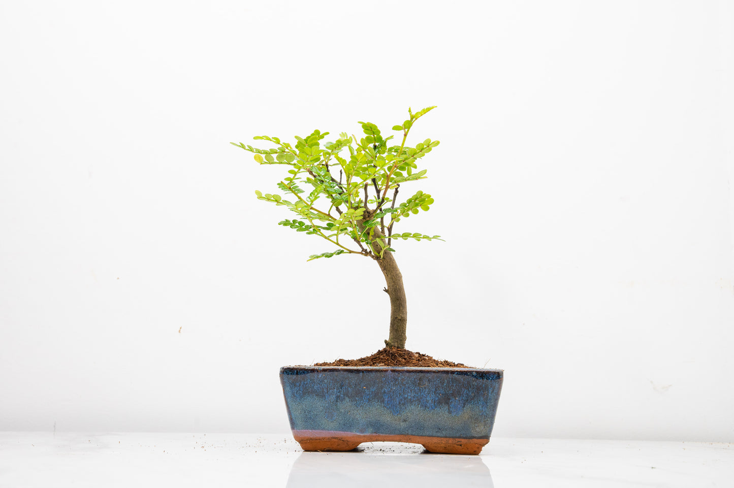 Japanese Pepper Bonsai  'Broom Style' - 15cm Navy Ceramic Pot