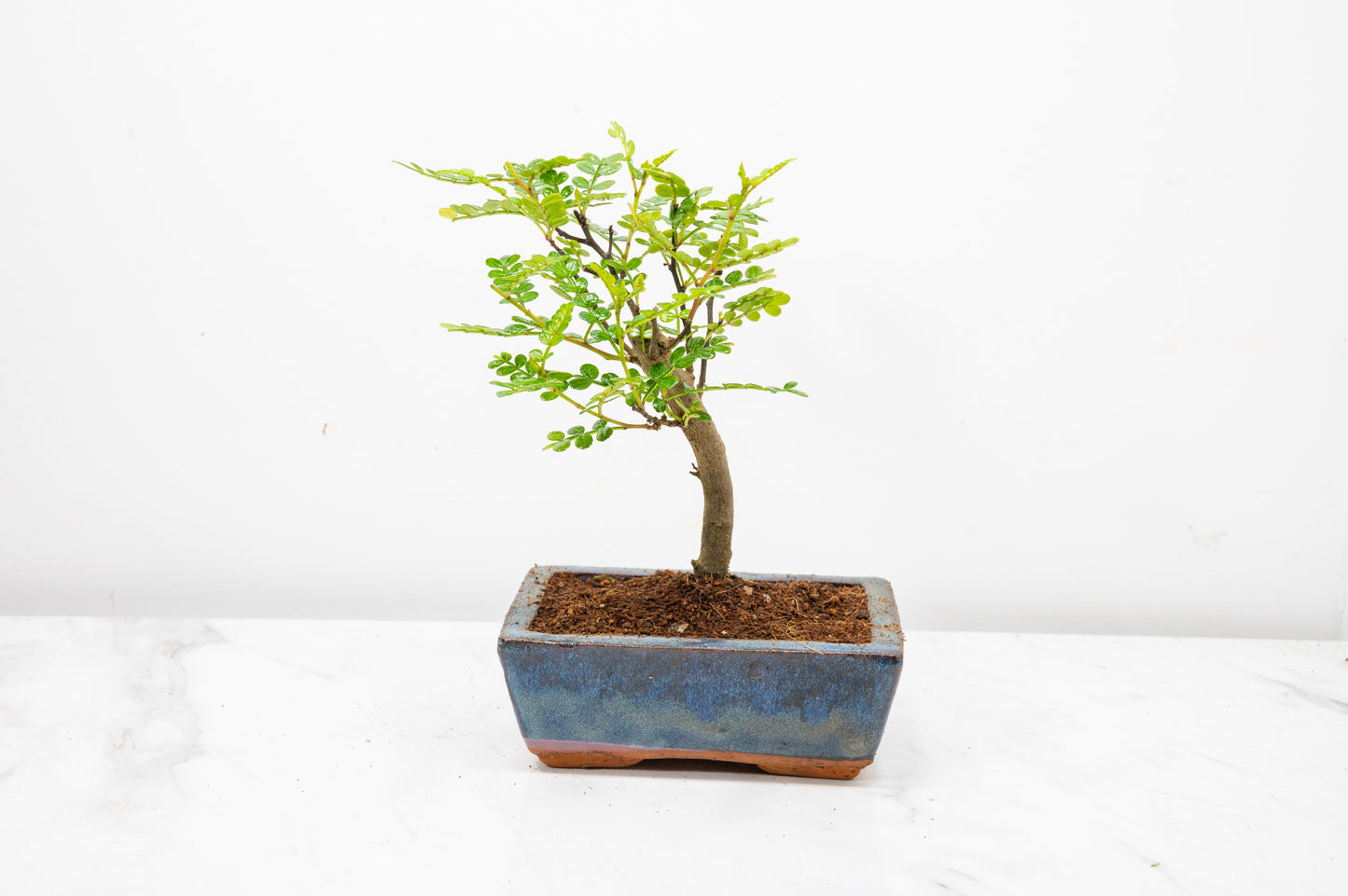 Japanese Pepper Bonsai  'Broom Style' - 15cm Navy Ceramic Pot