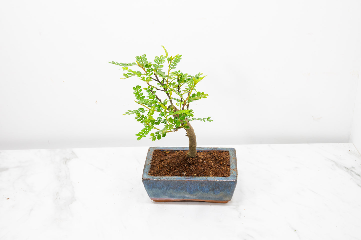 Japanese Pepper Bonsai  'Broom Style' - 15cm Navy Ceramic Pot