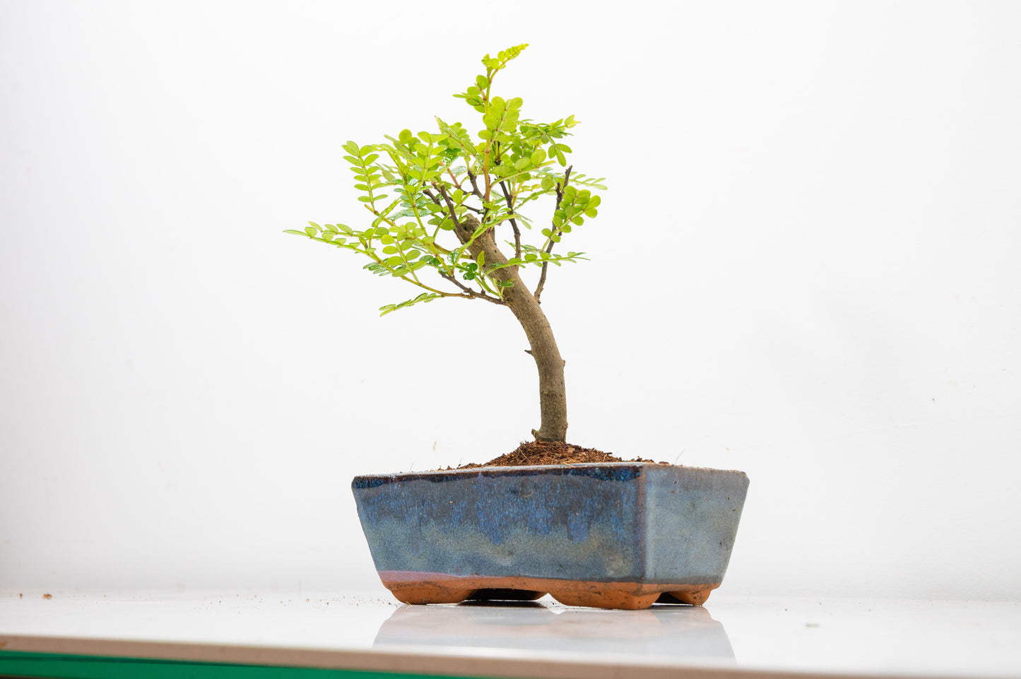 Japanese Pepper Bonsai  'Broom Style' - 15cm Navy Ceramic Pot