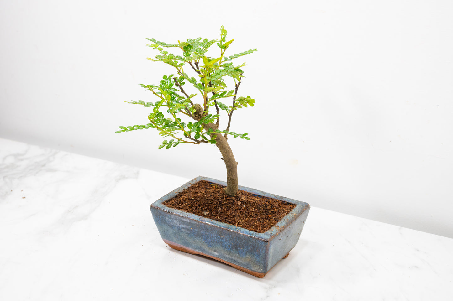 Japanese Pepper Bonsai  'Broom Style' - 15cm Navy Ceramic Pot