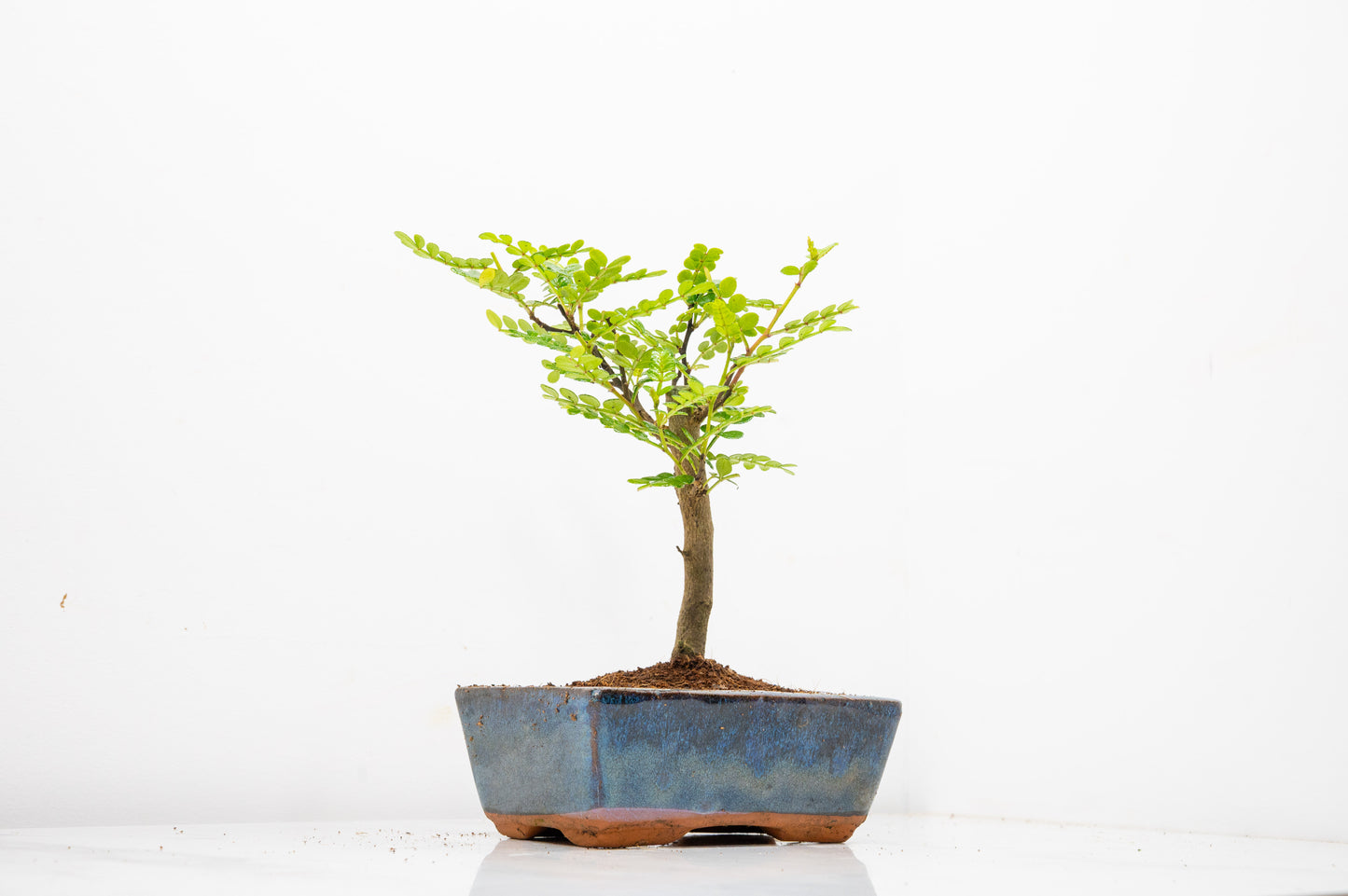 Japanese Pepper Bonsai  'Broom Style' - 15cm Navy Ceramic Pot