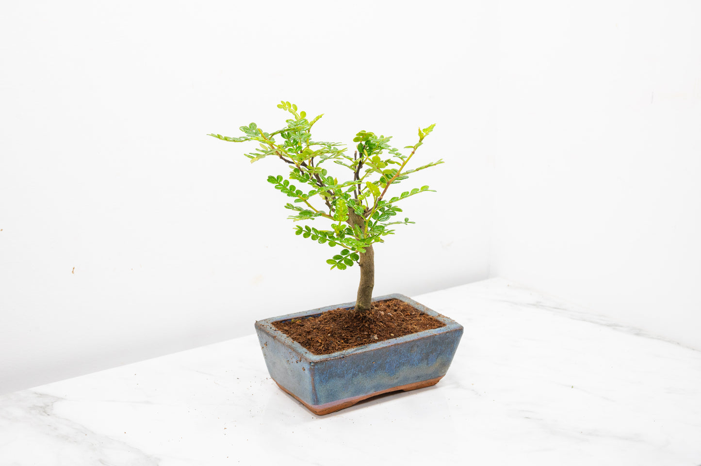 Japanese Pepper Bonsai  'Broom Style' - 15cm Navy Ceramic Pot
