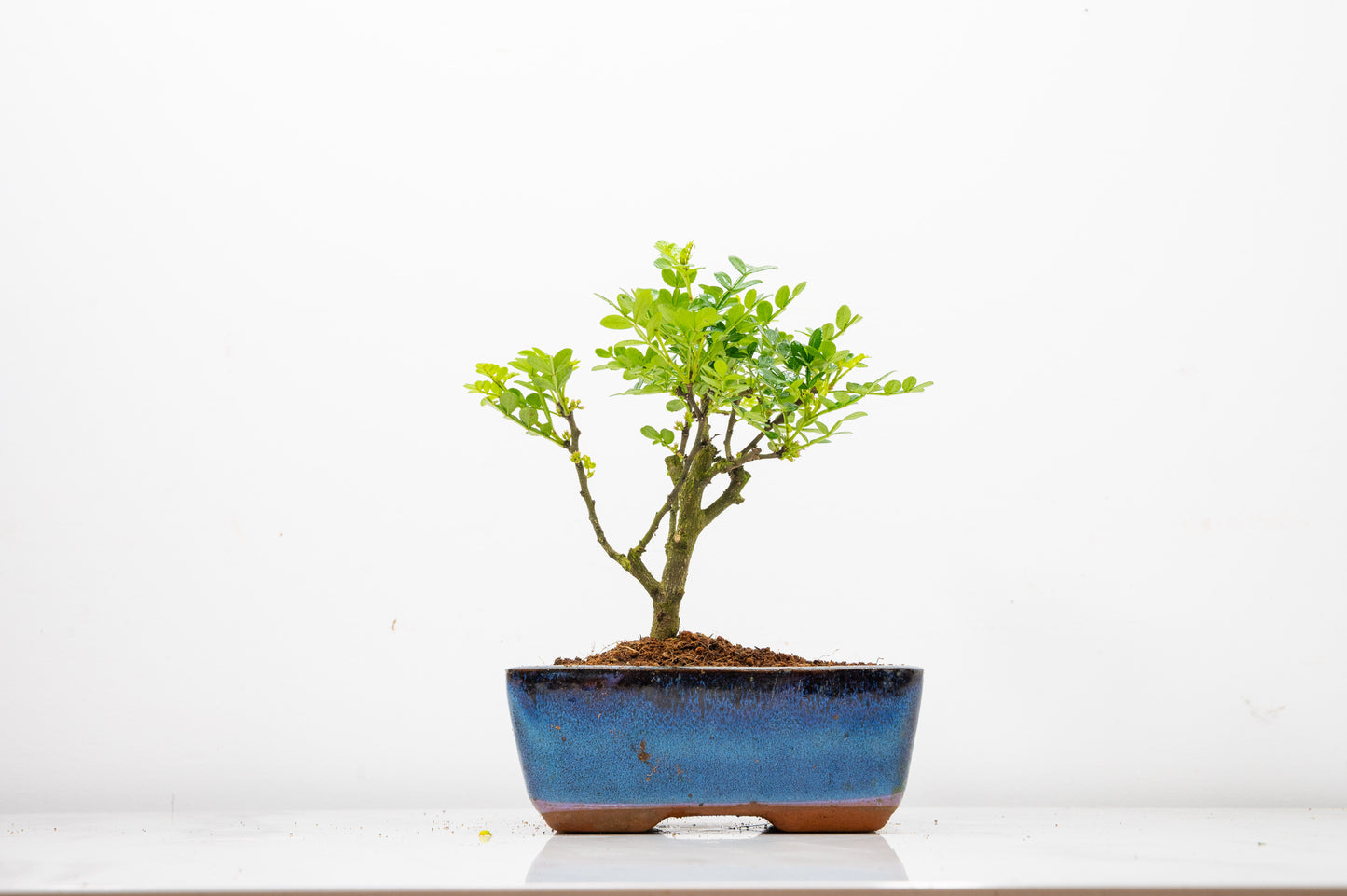 Japanese Pepper Bonsai  'Broom Style' - 15cm Blue Ceramic Pot
