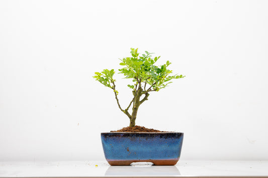 Japanese Pepper Bonsai  'Broom Style' - 15cm Blue Ceramic Pot