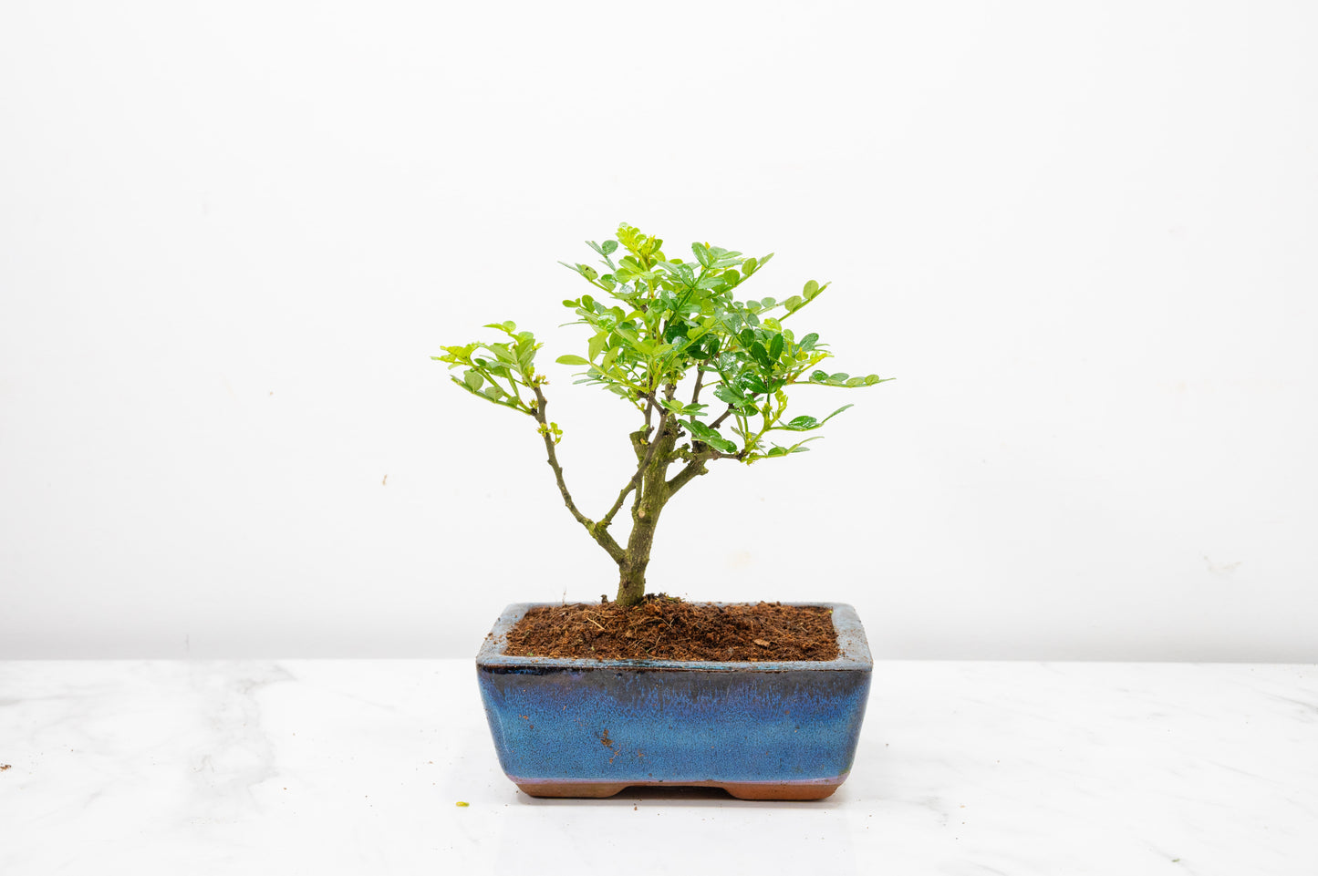 Japanese Pepper Bonsai  'Broom Style' - 15cm Blue Ceramic Pot