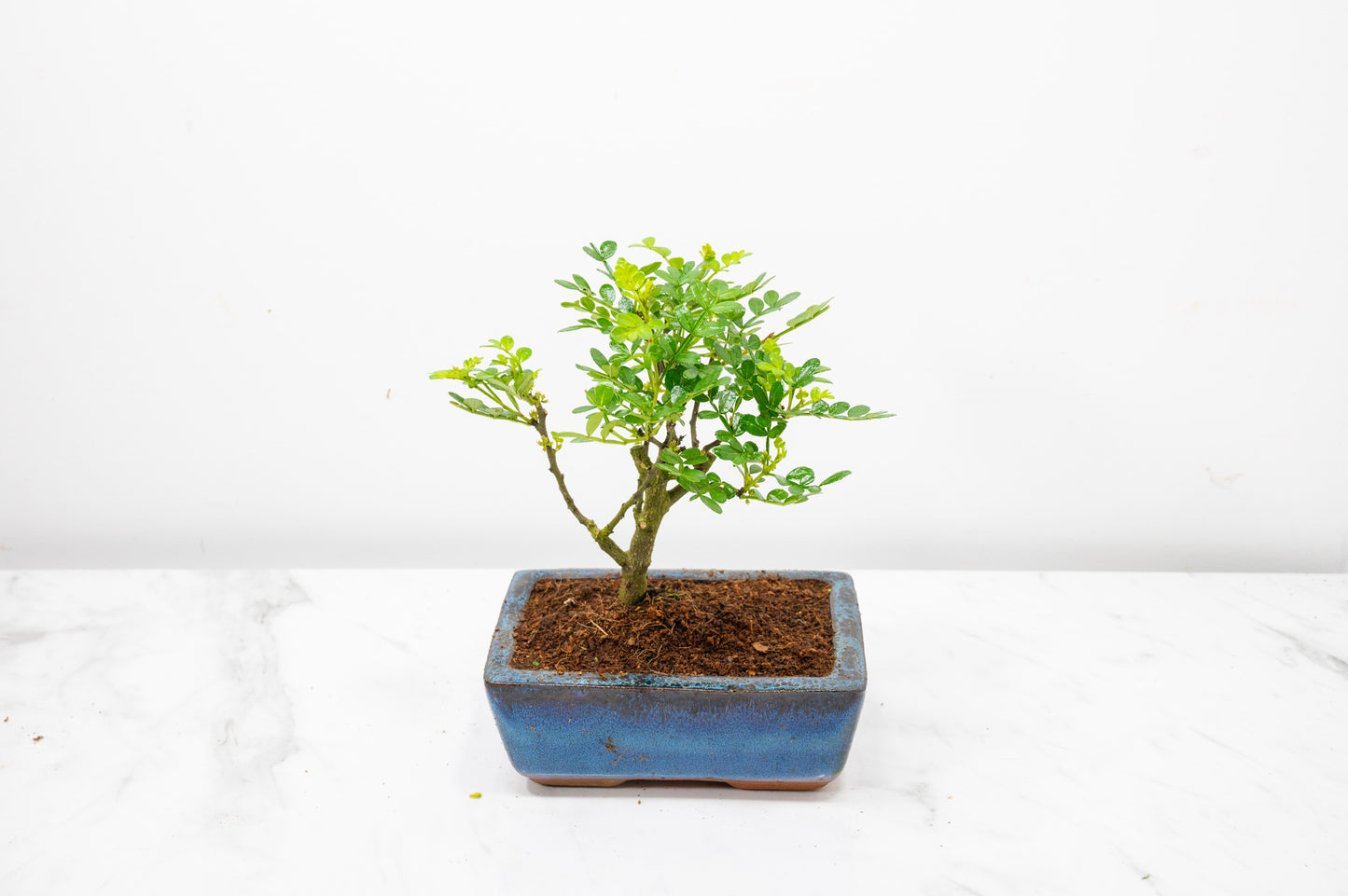 Japanese Pepper Bonsai  'Broom Style' - 15cm Blue Ceramic Pot