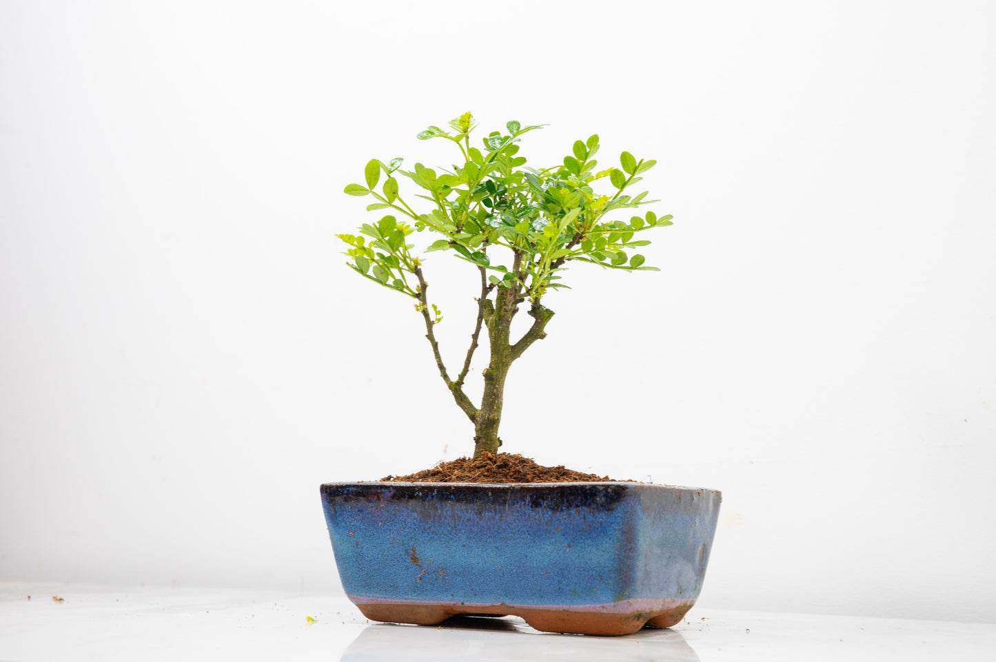 Japanese Pepper Bonsai  'Broom Style' - 15cm Blue Ceramic Pot
