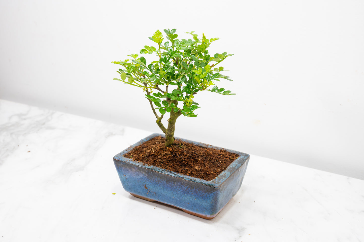 Japanese Pepper Bonsai  'Broom Style' - 15cm Blue Ceramic Pot