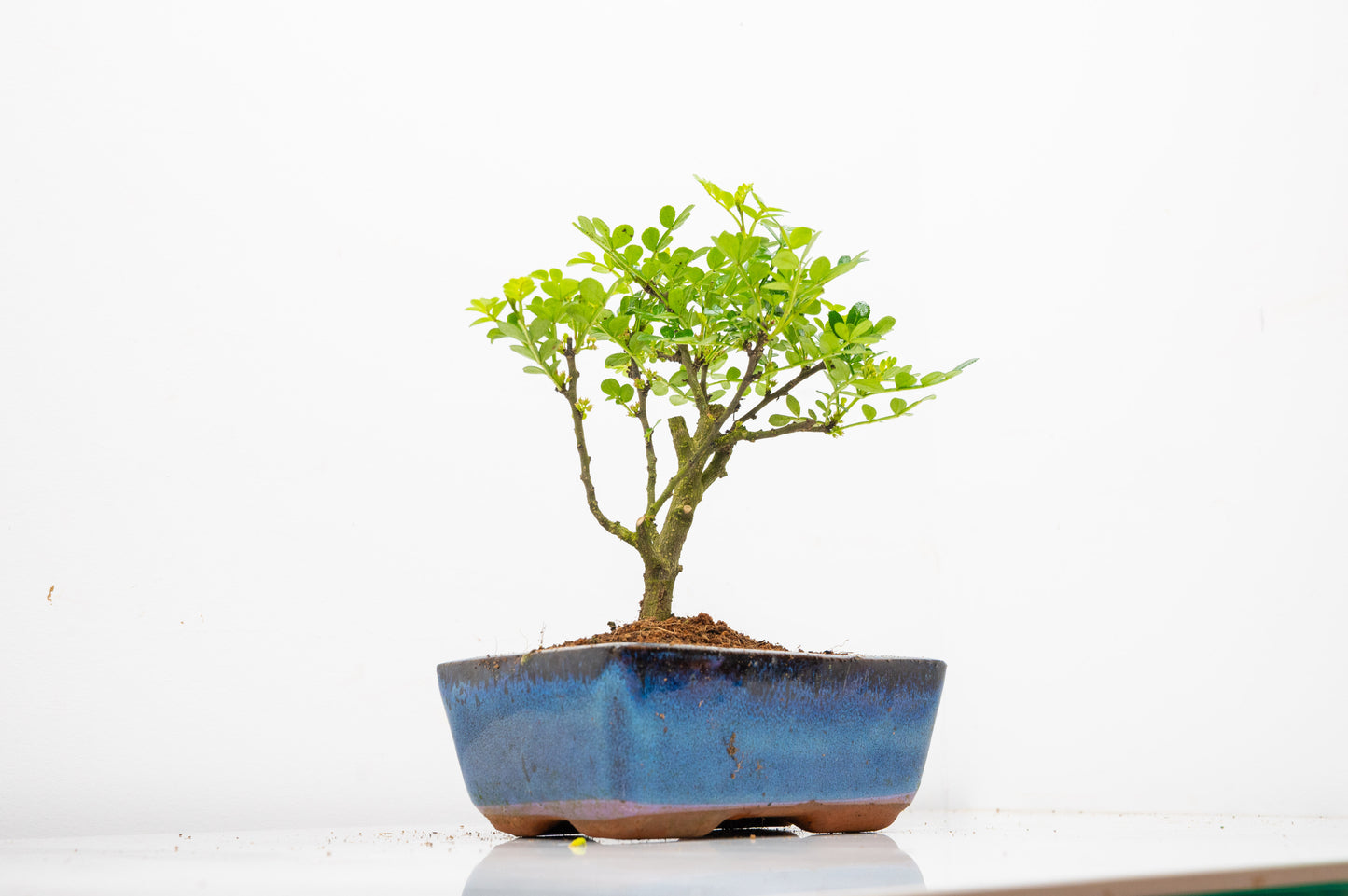 Japanese Pepper Bonsai  'Broom Style' - 15cm Blue Ceramic Pot