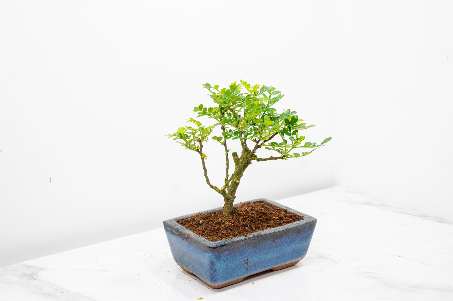 Japanese Pepper Bonsai  'Broom Style' - 15cm Blue Ceramic Pot