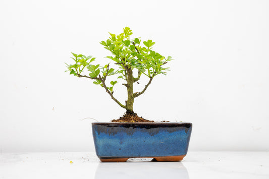 Japanese Pepper Bonsai  'Broom Style' - 15cm Navy Ceramic Pot