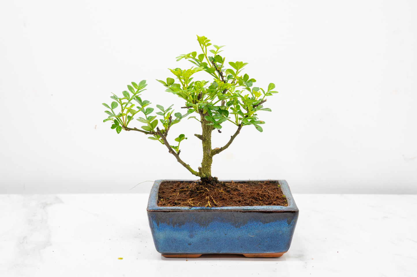 Japanese Pepper Bonsai  'Broom Style' - 15cm Navy Ceramic Pot