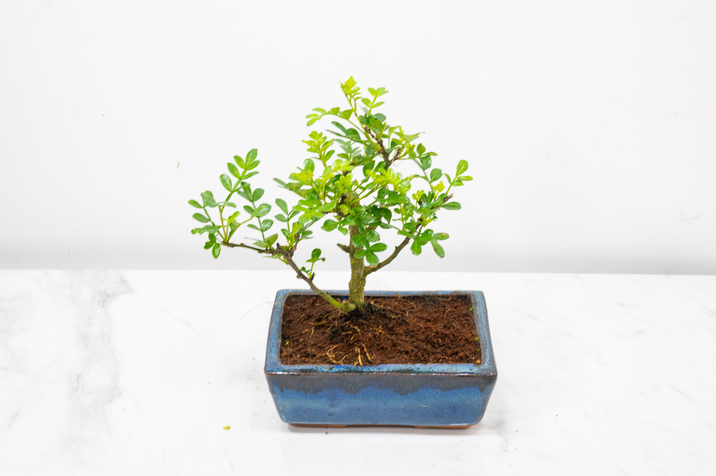 Japanese Pepper Bonsai  'Broom Style' - 15cm Navy Ceramic Pot