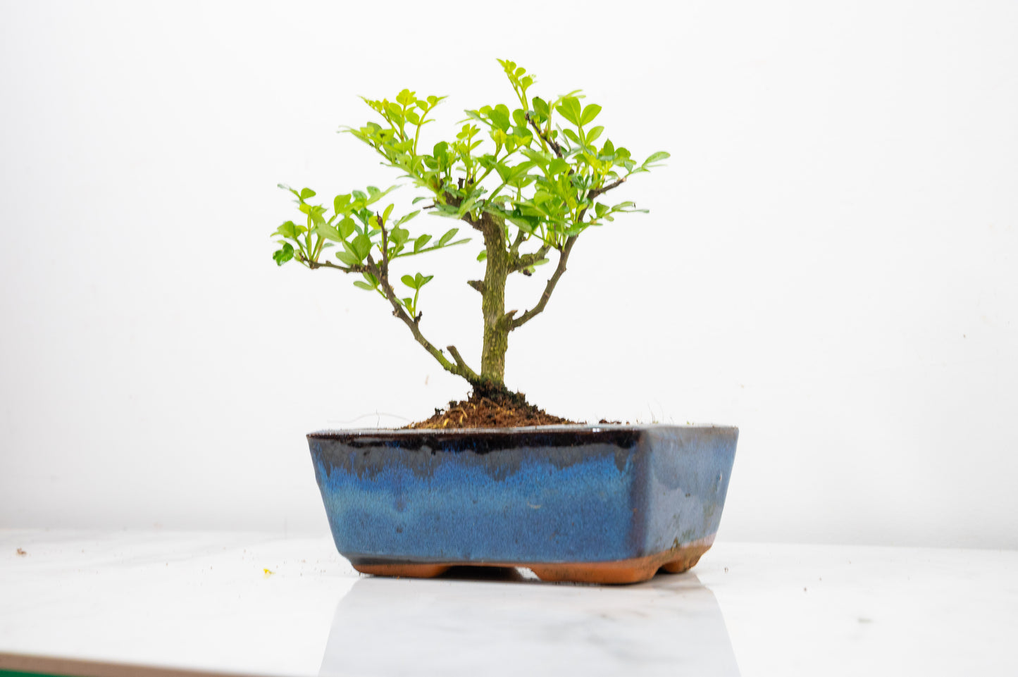 Japanese Pepper Bonsai  'Broom Style' - 15cm Navy Ceramic Pot