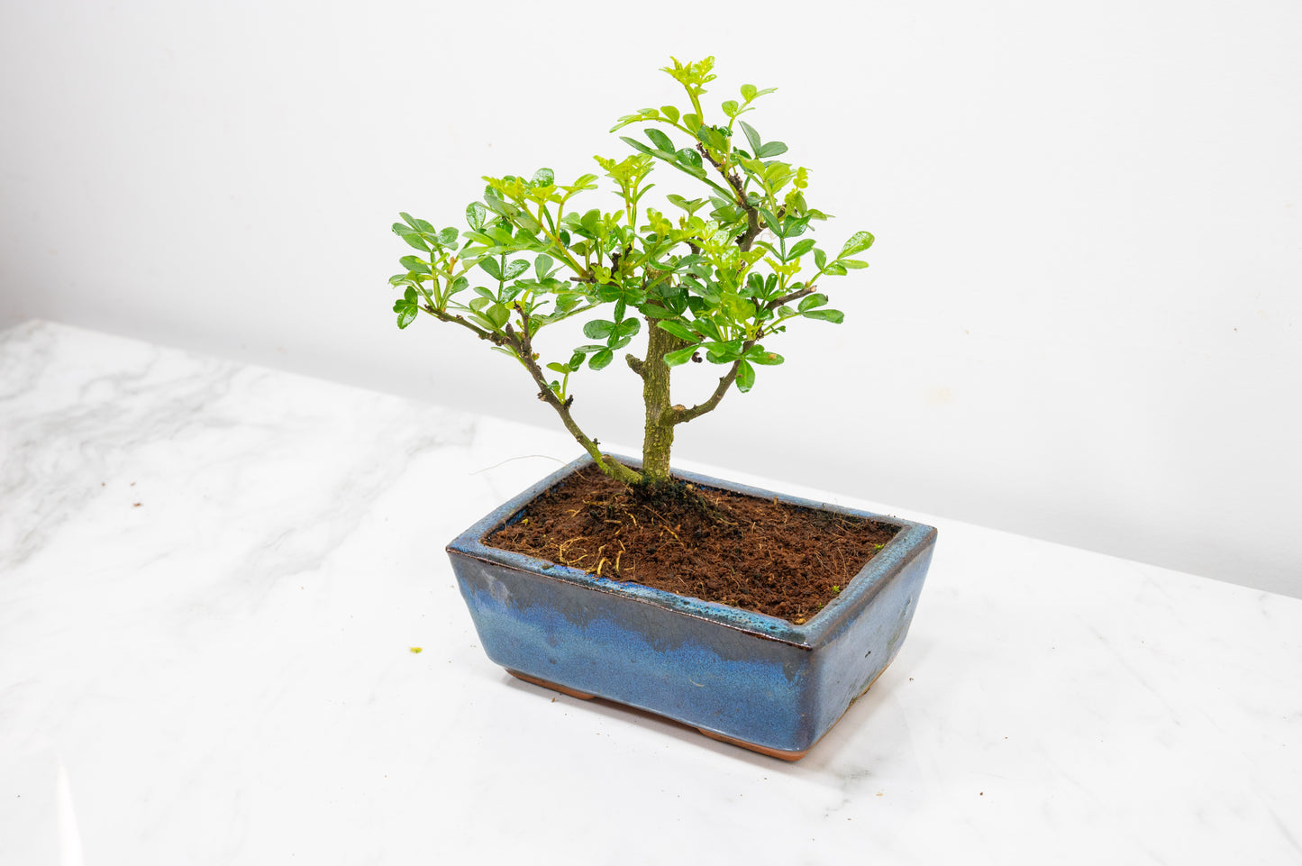 Japanese Pepper Bonsai  'Broom Style' - 15cm Navy Ceramic Pot