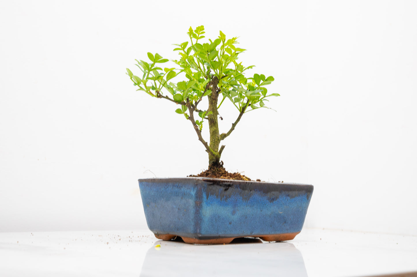 Japanese Pepper Bonsai  'Broom Style' - 15cm Navy Ceramic Pot