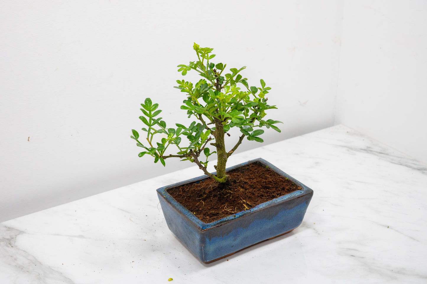 Japanese Pepper Bonsai  'Broom Style' - 15cm Navy Ceramic Pot