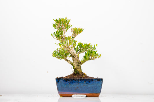 Chinese Box  Bonsai Tree Informal Style  - 15cm Blue Ceramic Pot