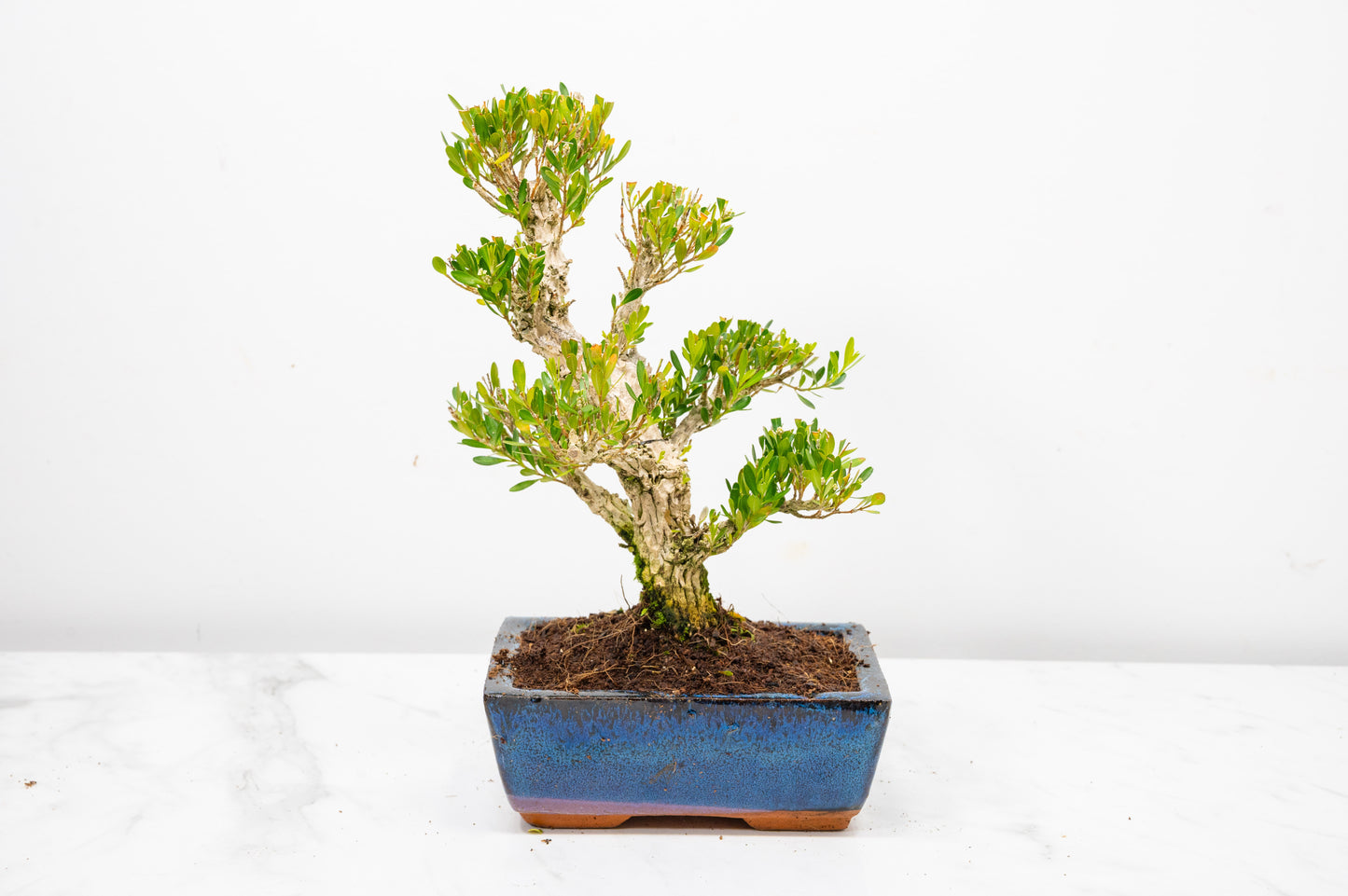 Chinese Box  Bonsai Tree Informal Style  - 15cm Blue Ceramic Pot
