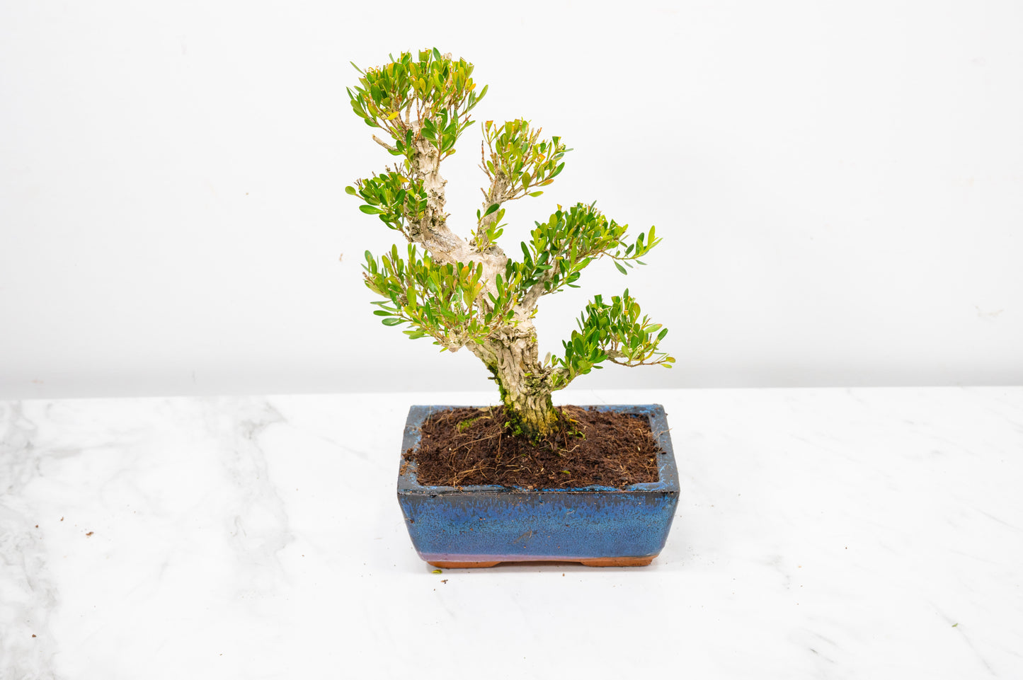 Chinese Box  Bonsai Tree Informal Style  - 15cm Blue Ceramic Pot