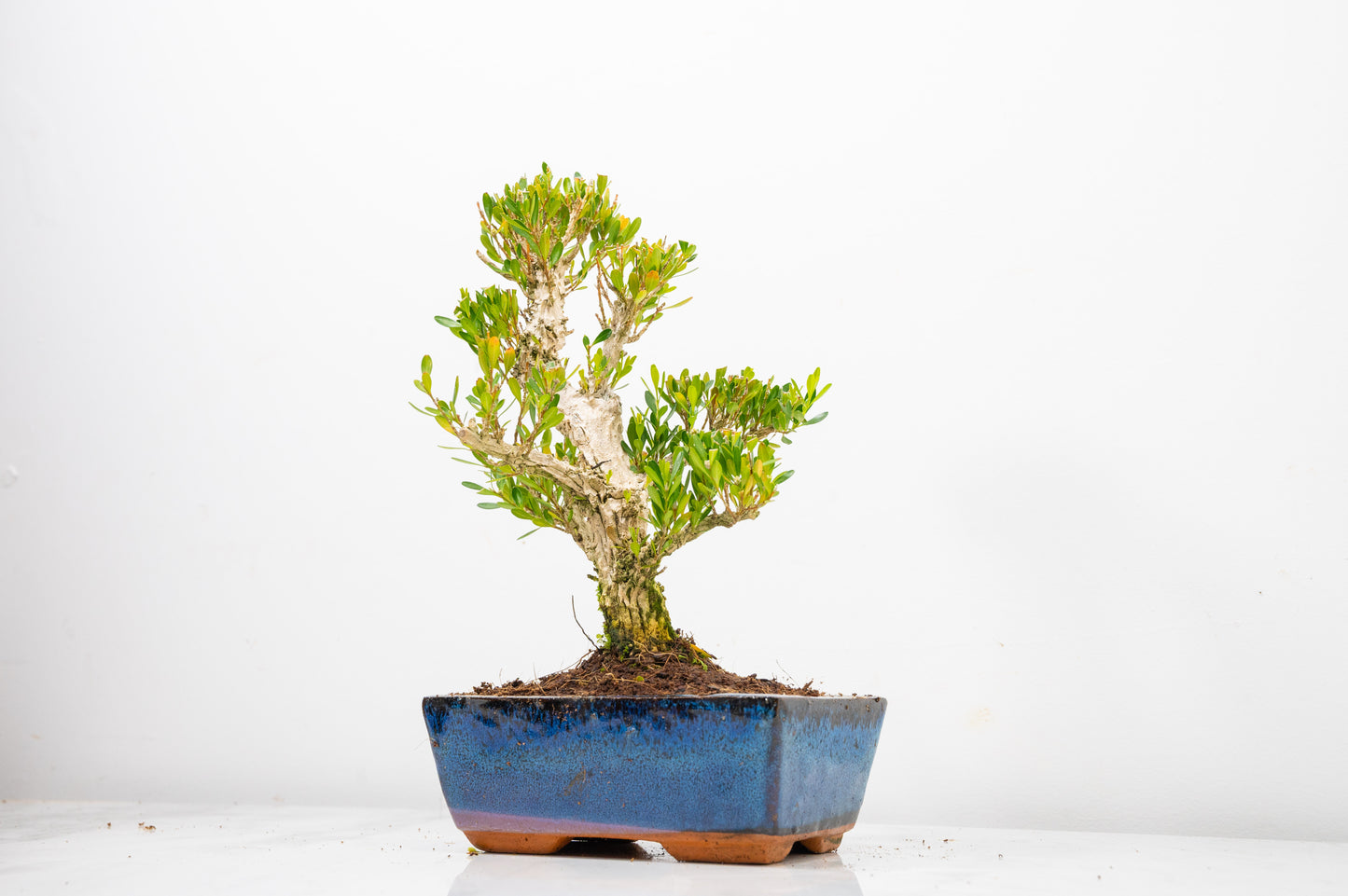 Chinese Box  Bonsai Tree Informal Style  - 15cm Blue Ceramic Pot