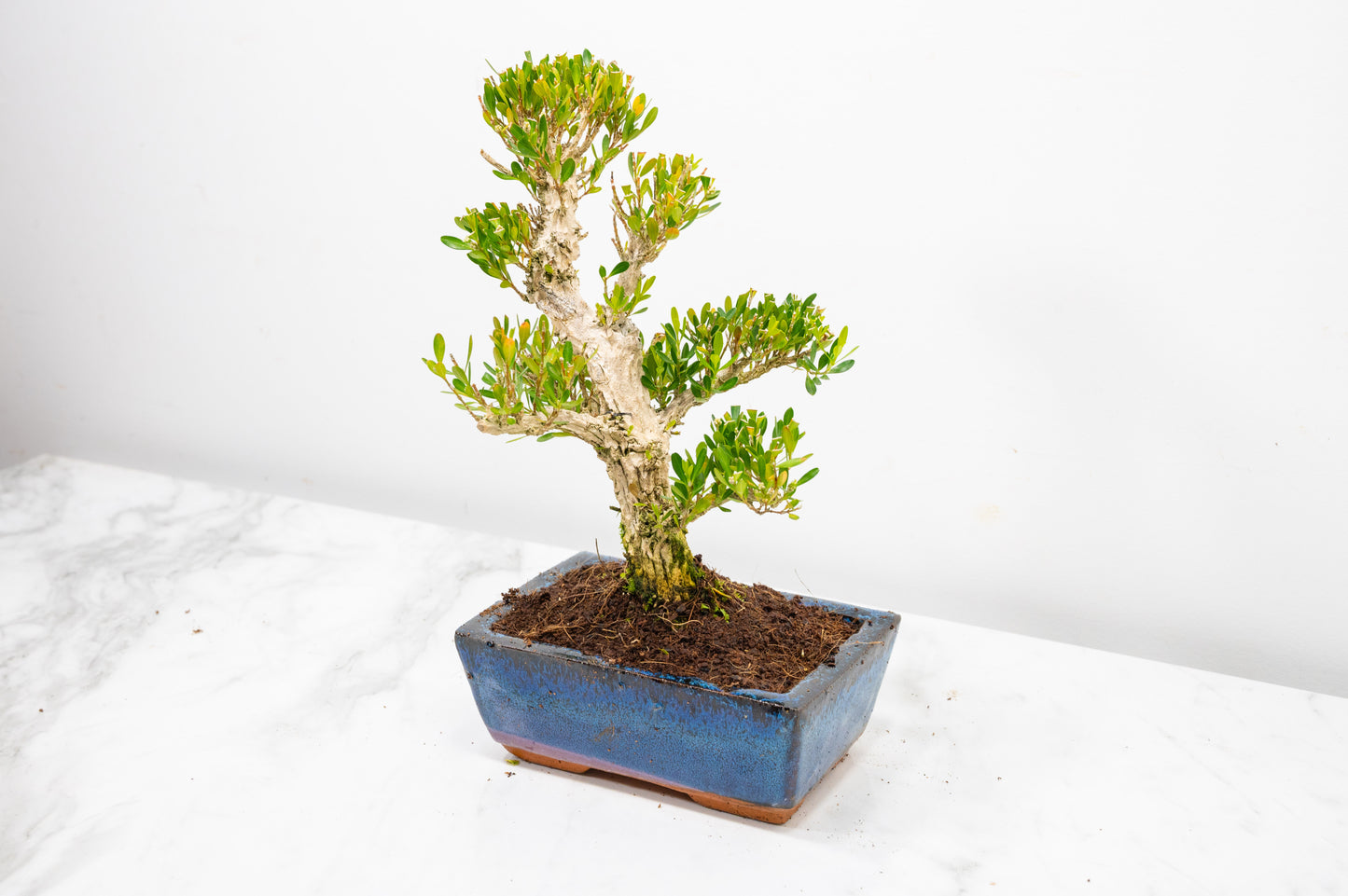Chinese Box  Bonsai Tree Informal Style  - 15cm Blue Ceramic Pot