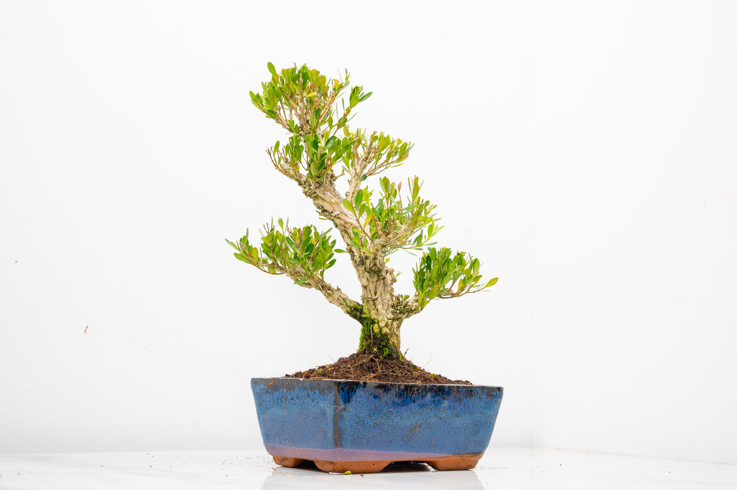 Chinese Box  Bonsai Tree Informal Style  - 15cm Blue Ceramic Pot