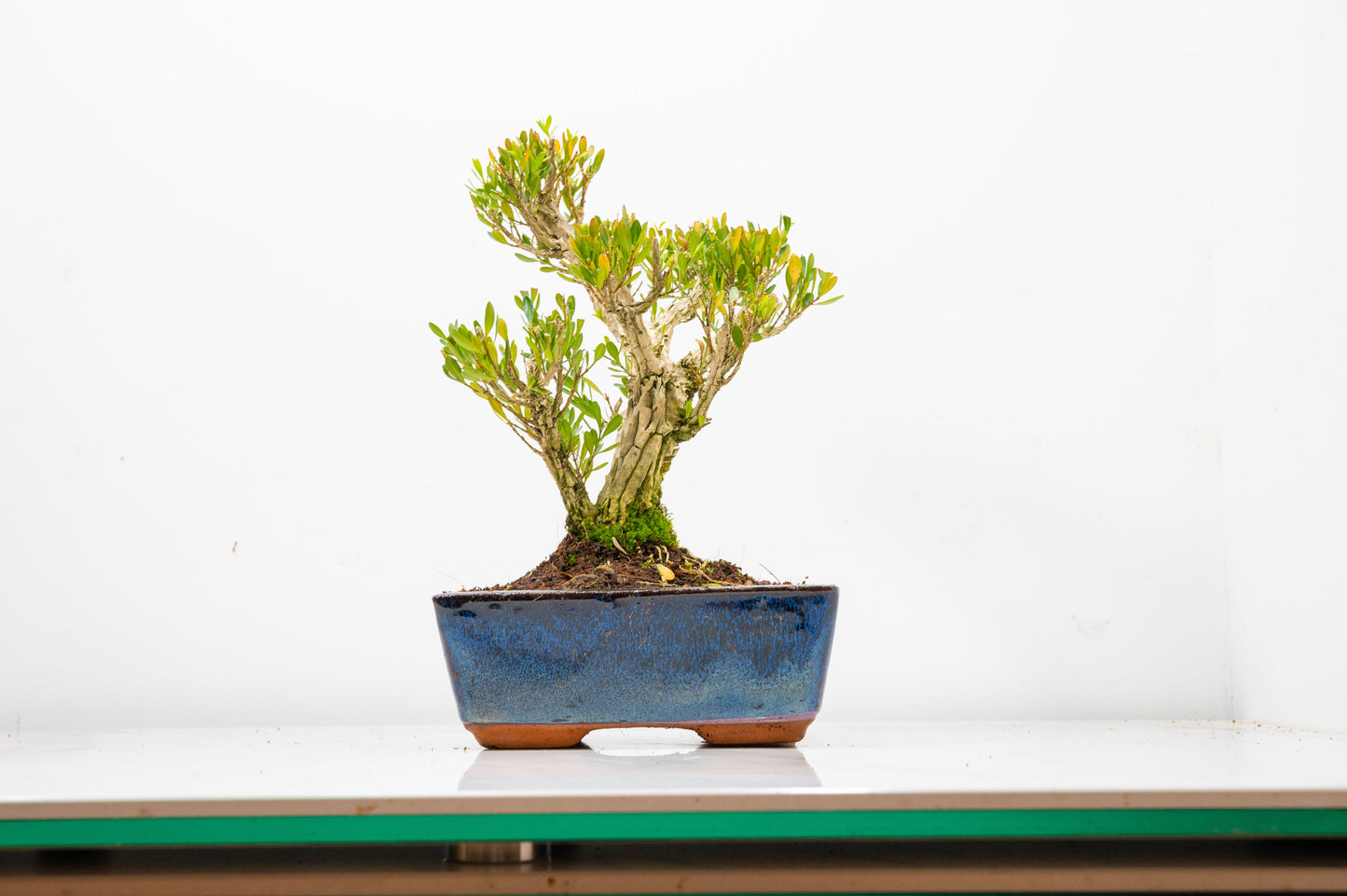 Chinese Box  Bonsai Tree Informal Style - 15cm Blue Ceramic Pot