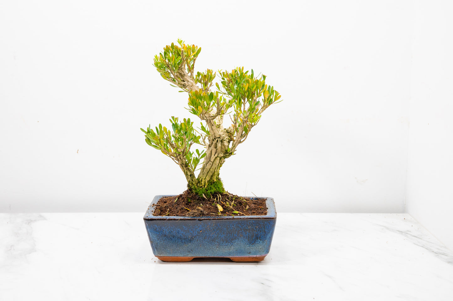 Chinese Box  Bonsai Tree Informal Style - 15cm Blue Ceramic Pot