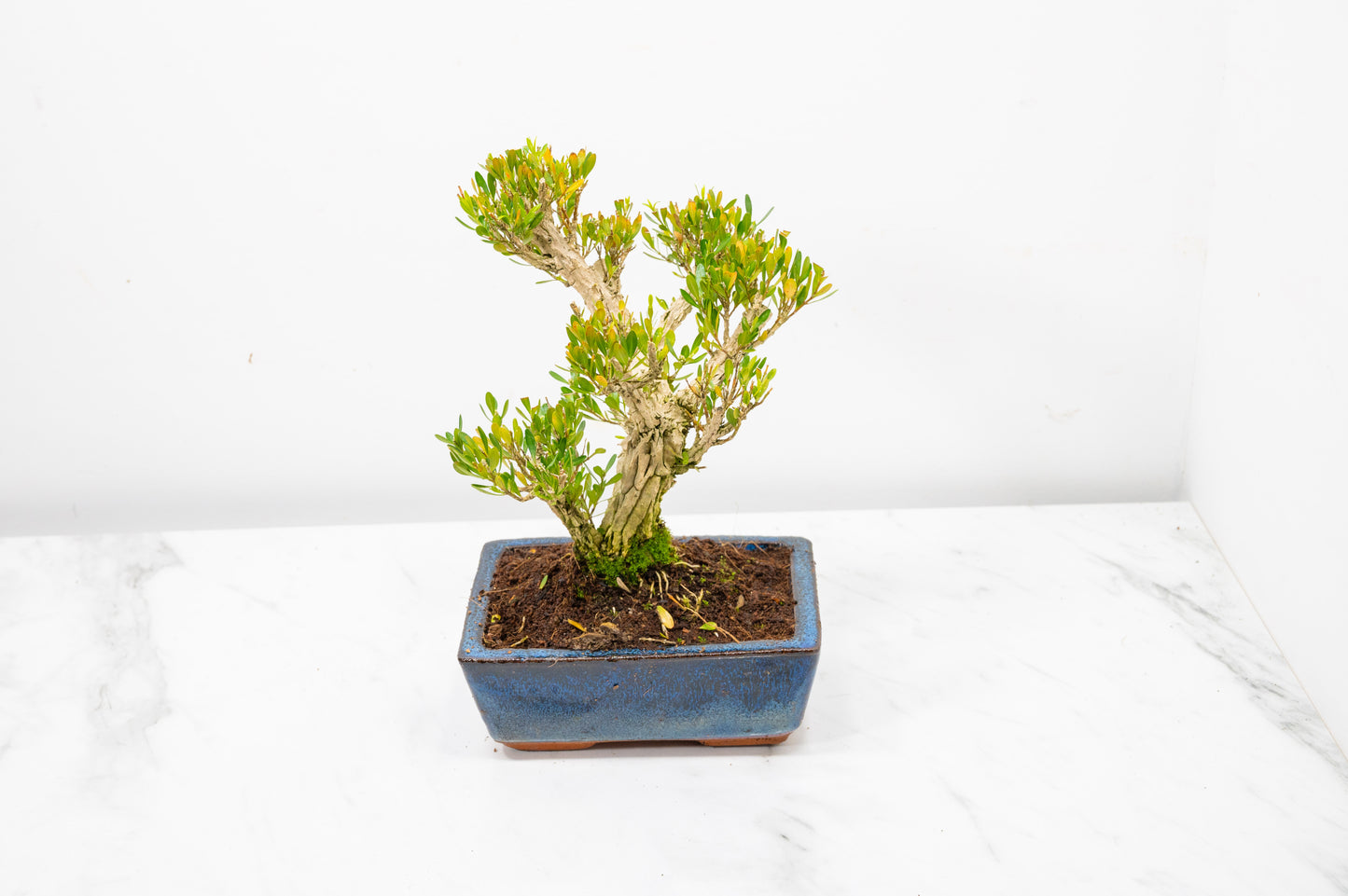 Chinese Box  Bonsai Tree Informal Style - 15cm Blue Ceramic Pot