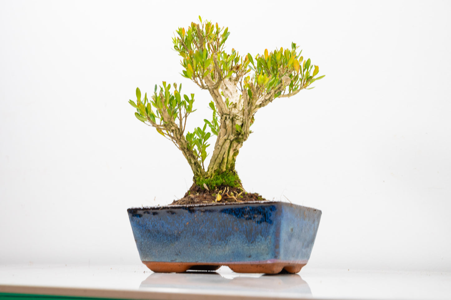 Chinese Box  Bonsai Tree Informal Style - 15cm Blue Ceramic Pot