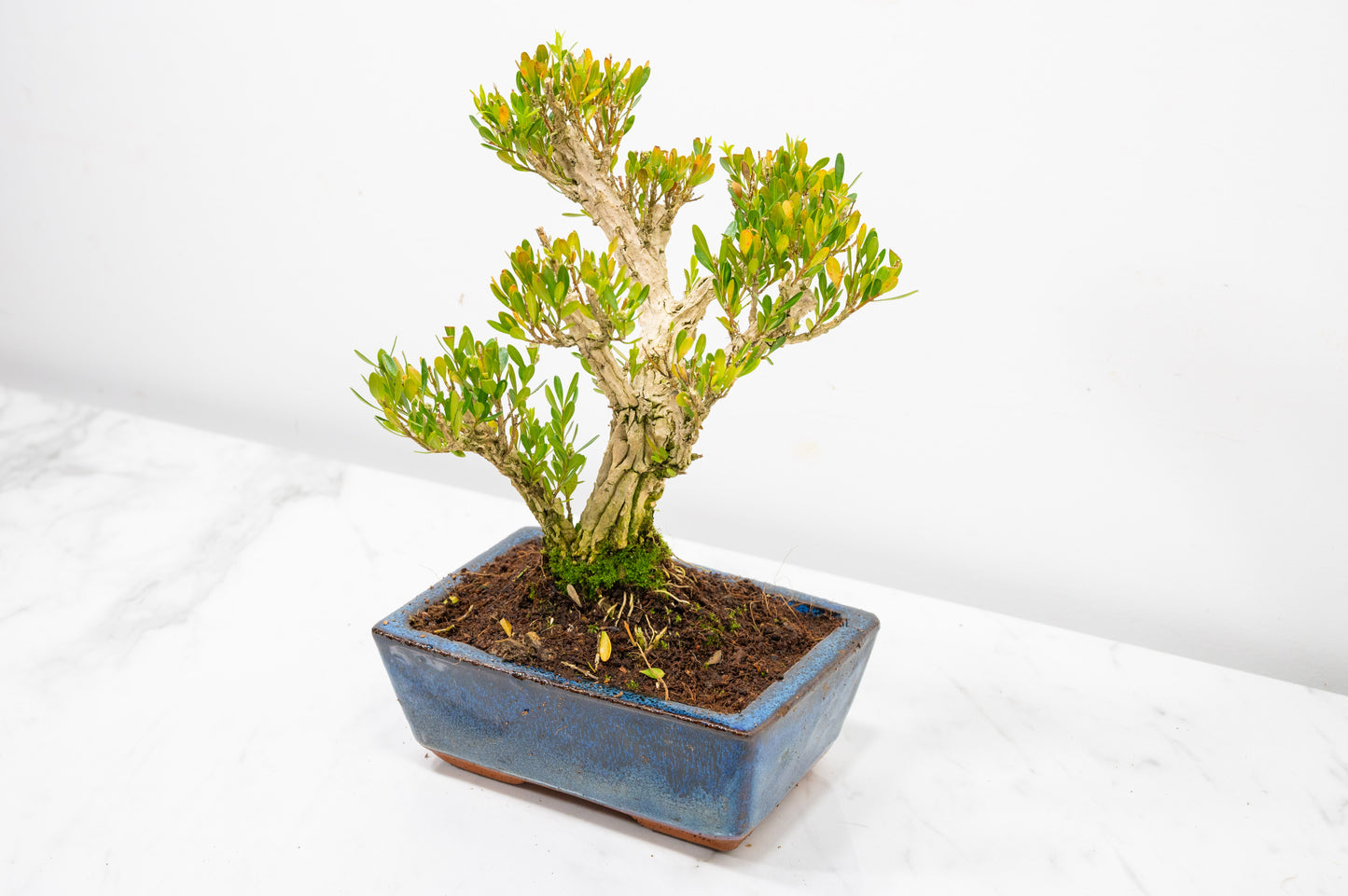Chinese Box  Bonsai Tree Informal Style - 15cm Blue Ceramic Pot