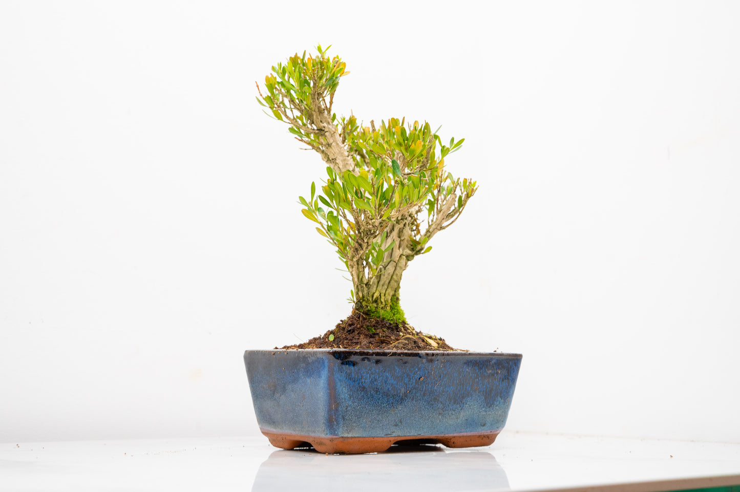 Chinese Box  Bonsai Tree Informal Style - 15cm Blue Ceramic Pot